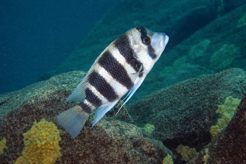 Cyphotilapia frontosa 'Lufungu Bay'